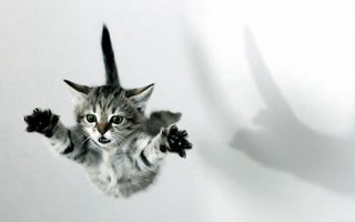 Cat flying paws up paws - award free wallpaper
