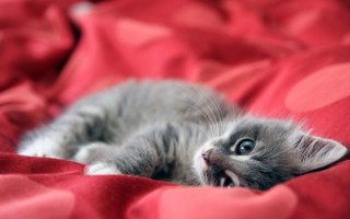 Kitten red blanket bed sheets - a red blanket free wallpaper