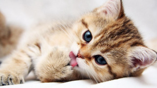 Kitten laying back tongue out 2 - eye open free wallpaper