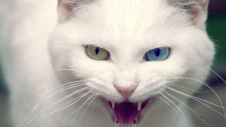 White cat mouth open tongue 2 - angry free wallpaper for desktop