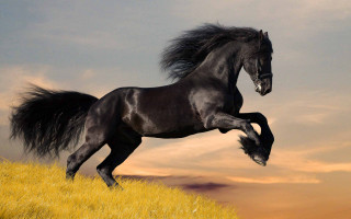Black horse running grassy hill - a grassy hill free wallpaper