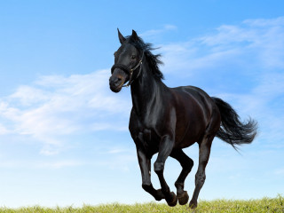 Black horse running grassy field - a black horse free wallpaper