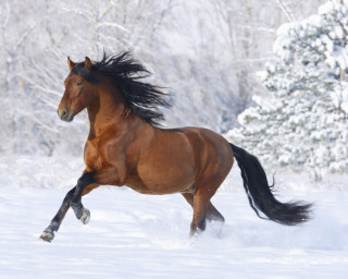 Horse running snow field trees 3 - majestic free wallpaper