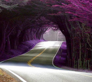 Road tunnel trees yellow line - free forest wallpaper for tablet
