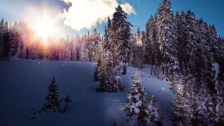 Snowy landscape trees bright sun 7 - a snowy landscape free wallpaper