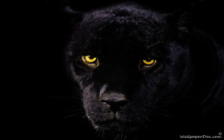 Black panther yellow eyes dark 2 - a black panther free wallpaper