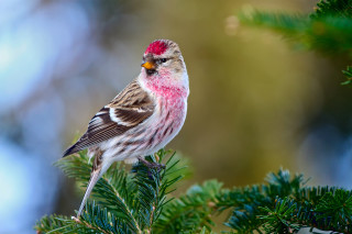 Red headed bird on branch - a red head free wallpaper