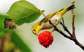 Bird branch flower leaf ecological - berry free wallpaper