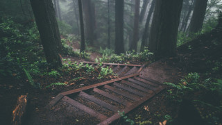 Wooden path forest fog ferns - tree and ferns free wallpaper