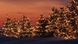 Trees lights snow night sky - ernest william christmas free wallpaper