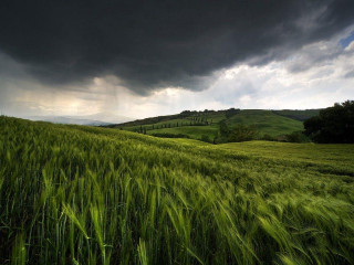 Green grass cloudy sky tree - stormy weather free wallpaper