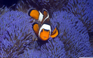 Orange white clownfish purple sea - its head free wallpaper