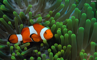 Clown fish hiding green sea 2 - a clown fish free wallpaper
