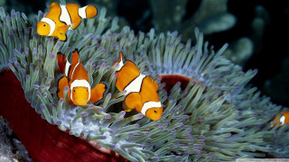 Clown fish swimming anemone sea - incoherent free wallpaper
