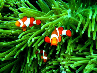 Clown fish anemone coral reef 2 - amano free wallpaper