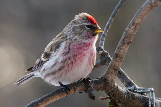 Small bird red head yellow - a red head free wallpaper