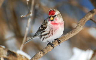 Small bird red head winter - upper free wallpaper