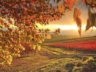 Field trees sunset clouds sky - fall vibrancy free wallpaper