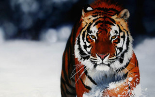 Tiger walking snow wild nature 2 - food free wallpaper