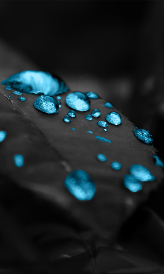 Leaf blue waterdrops blackwhite blue - david martin free wallpaper for mobile