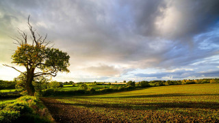 Tree field path cloudy sky - a tree in a field free wallpaper