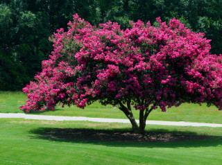 Tree pink flowers park path 2 - a green field behind free wallpaper