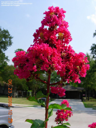 Pink flower blooming pot outside - free spring wallpaper