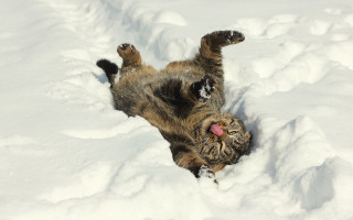 Cat rolling snow back paws - its paw free wallpaper