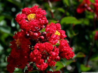 Red flower yellow stamens green 3 - betye saar free wallpaper