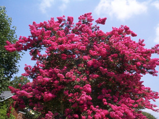 Large pink tree flowering blue - lot free wallpaper