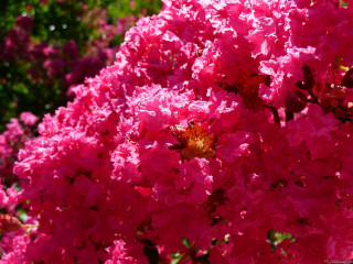 Pink flower yellow center blooming - petal free wallpaper