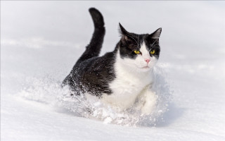 Black white cat running snow 5 - a black nose and tail free wallpaper