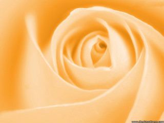 Yellow rose closeup white center - thin free wallpaper for desktop