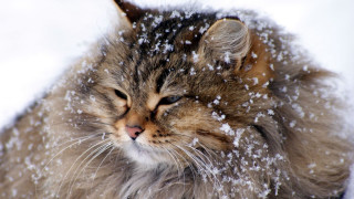 Sad cat sitting in snow - a sad look free wallpaper