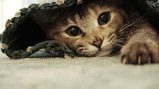 Cat hiding green bag big - big eye free wallpaper