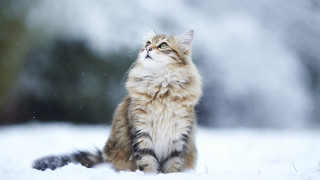 Cat snow looking up eyes - renaissance free wallpaper