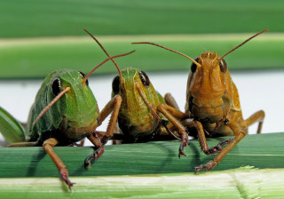 Grasshoppers sitting on leaf together - the other looking free wallpaper