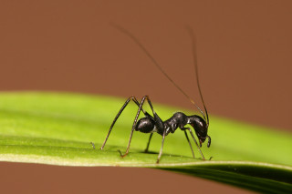 Black ant green leaf brown - a close up free wallpaper
