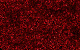 Red black white borders generative - subsurface free wallpaper for desktop