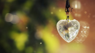 Heart shaped glass tree raindrops - drop free wallpaper