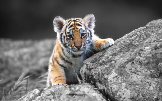 Tiger cub climbing rock black - a tiger cub free wallpaper