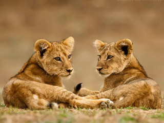 Young lions sitting grass looking - a blurry background of grass free wallpaper