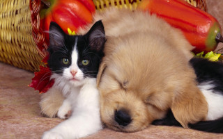Puppy cat laying floor vegetables 2 - a floor free wallpaper