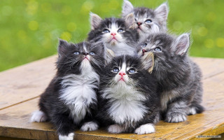 Kittens wooden table looking up 2 - a group of kittens free wallpaper