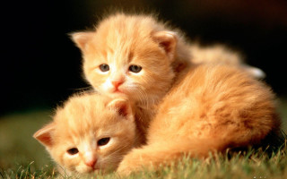 Two kittens grass sad looking 2 - sad free wallpaper