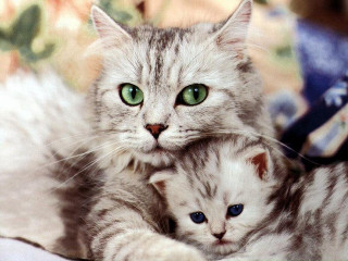Cat green eyes mother and - green eye free wallpaper