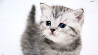 Small kitten blue eyes white 3 - a white wall behind free wallpaper