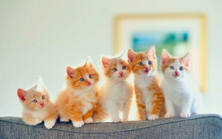 Kittens couch table group room - free cats wallpaper