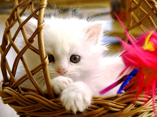 White kitten basket toy mouth - mouth free wallpaper