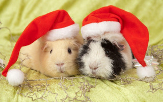 Hamsters santa hats bed together - santa hat free wallpaper